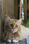 liegende Maine Coon