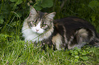 liegende Maine Coon