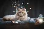 liegende Maine Coon