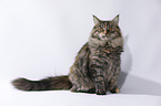 junge Maine Coon