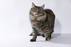 junge Maine Coon