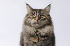 junge Maine Coon