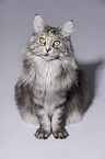 sitzende Maine Coon