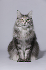 sitzende Maine Coon