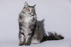 sitzende Maine Coon