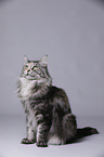 sitzende Maine Coon