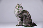 sitzende Maine Coon