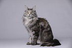 sitzende Maine Coon