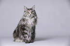 sitzende Maine Coon