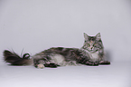 liegende Maine Coon