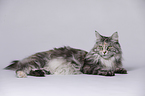 liegende Maine Coon