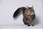 junge Maine Coon