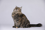 junge Maine Coon