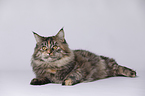 junge Maine Coon