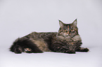 junge Maine Coon