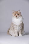 junge Maine Coon