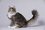 junge Maine Coon