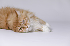 liegende Maine Coon