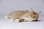 liegende Maine Coon