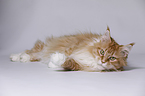 liegende Maine Coon