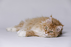 liegende Maine Coon