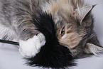 junge Maine Coon