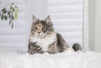 junge Maine Coon