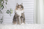 junge Maine Coon