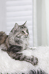 liegende Maine Coon