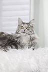 liegende Maine Coon