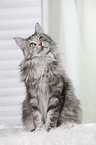 sitzende Maine Coon