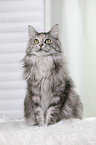 sitzende Maine Coon