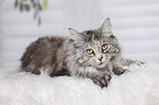 liegende Maine Coon