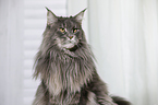 Maine Coon Portrait