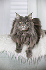 liegende Maine Coon