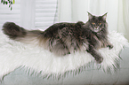 liegende Maine Coon