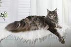 liegende Maine Coon