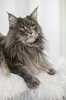 liegende Maine Coon