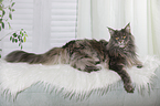 liegende Maine Coon