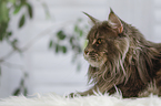 liegende Maine Coon