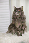 sitzende Maine Coon