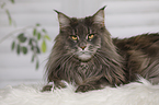 liegende Maine Coon