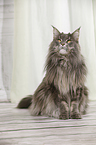 sitzende Maine Coon