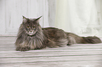 liegende Maine Coon