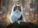 sitzende Maine Coon