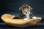 Maine Coon Kätzchen