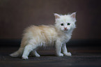 Maine Coon Kätzchen
