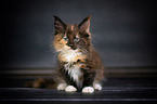 Maine Coon Ktzchen