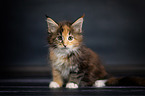 Maine Coon Ktzchen