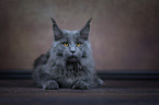 liegende Maine Coon